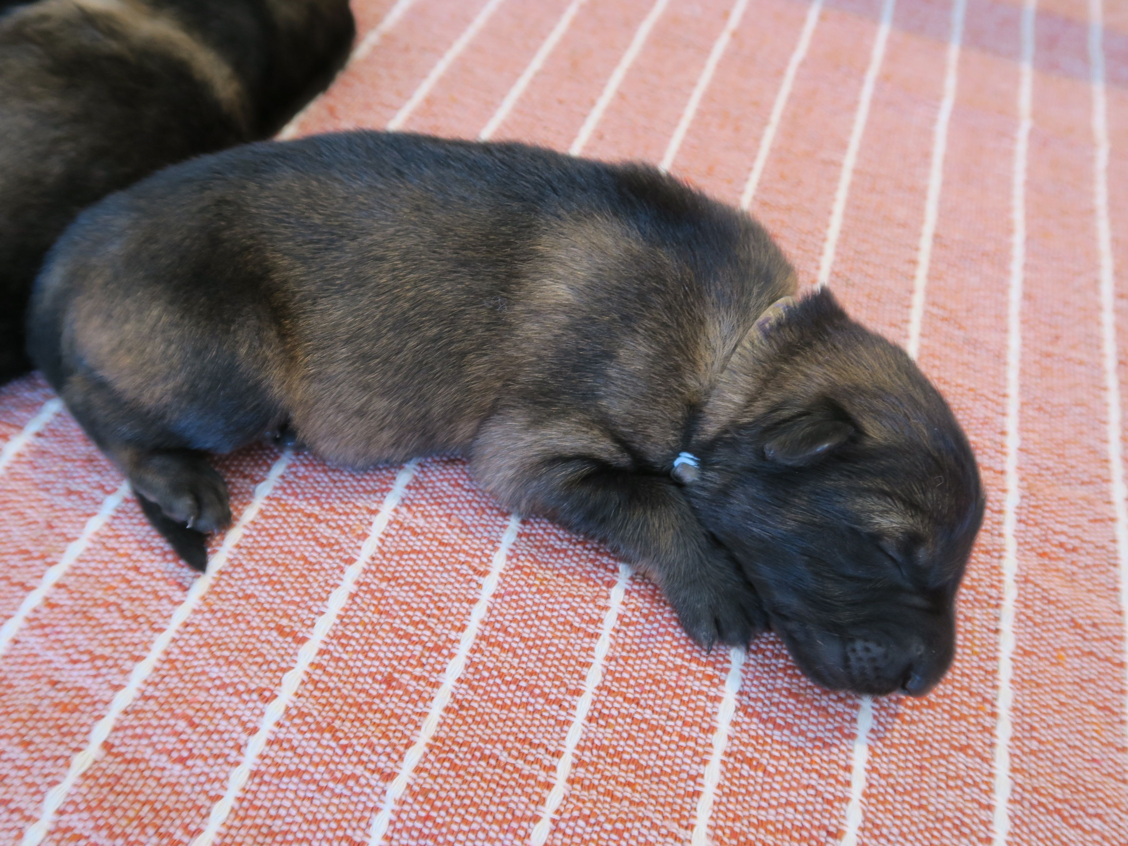 Mignon fauve charbonné