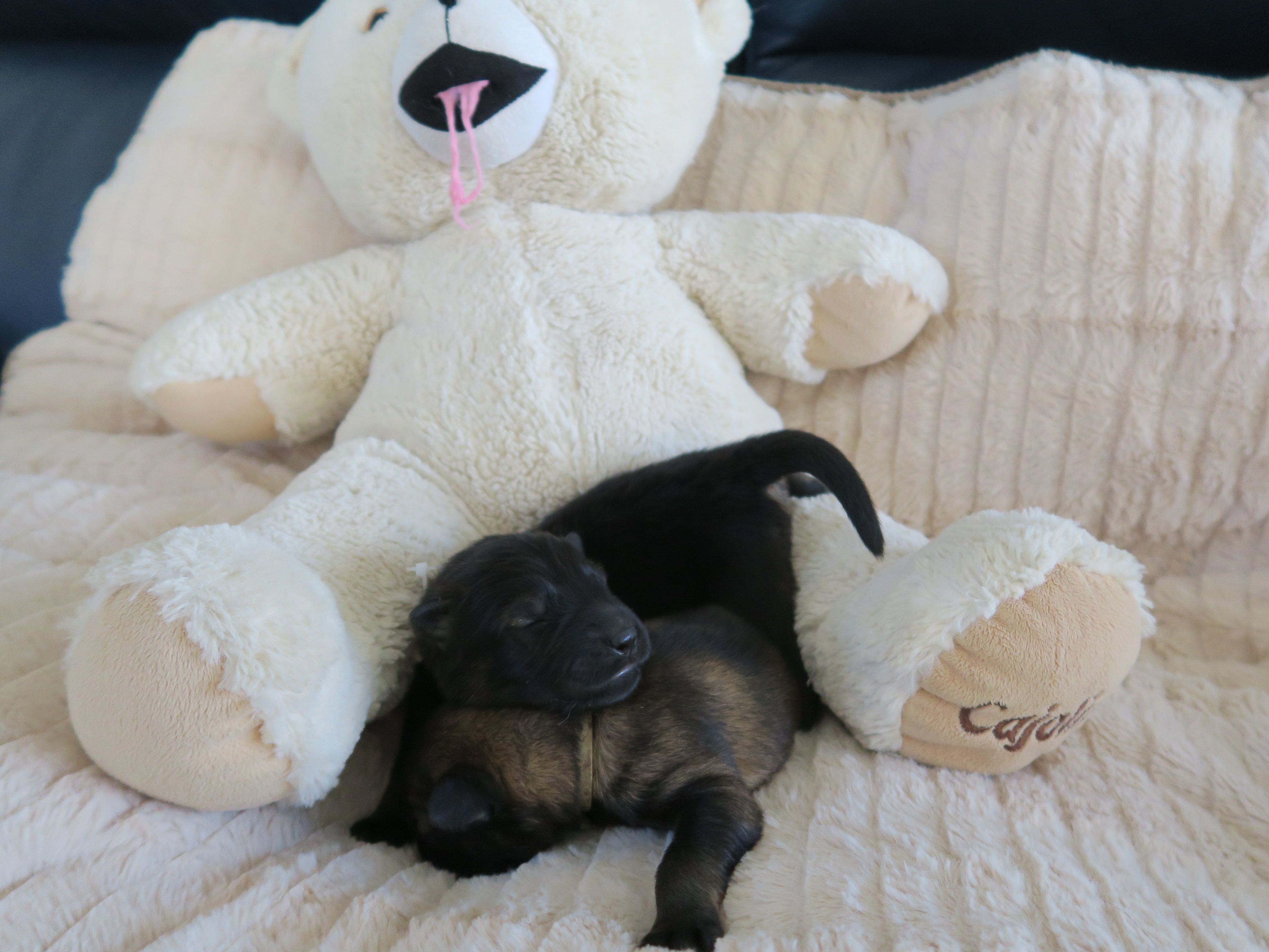 Chiens à l'adoption