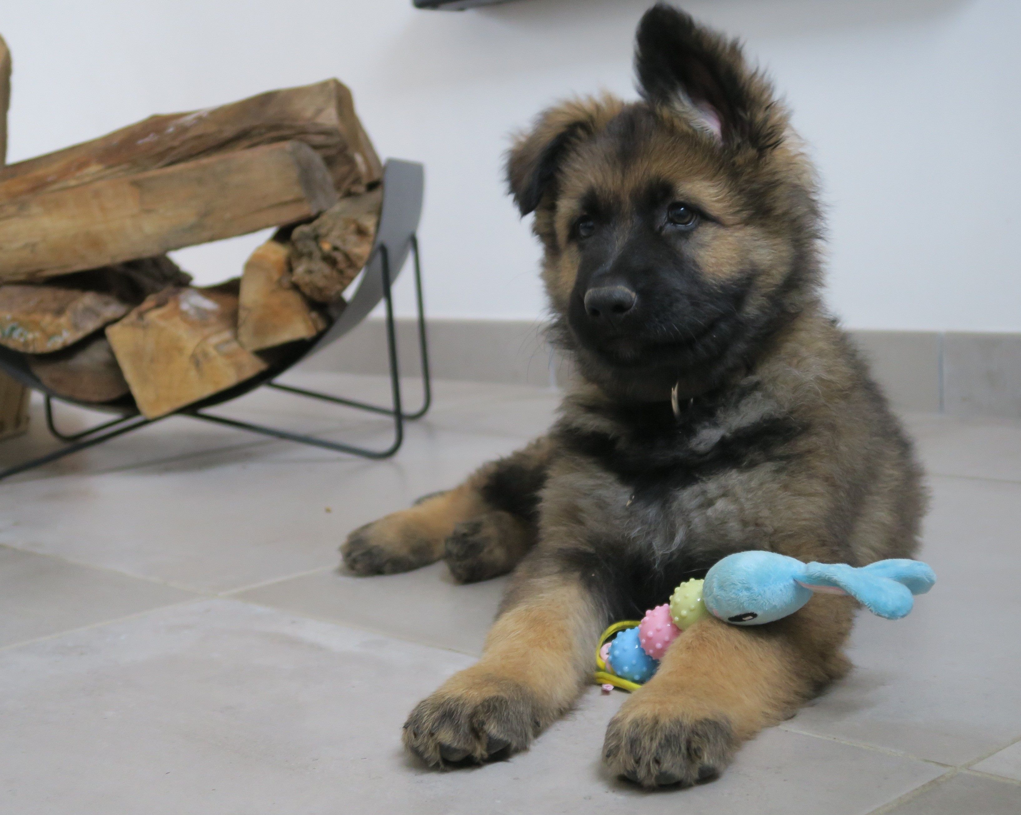 Berger allemand bébé