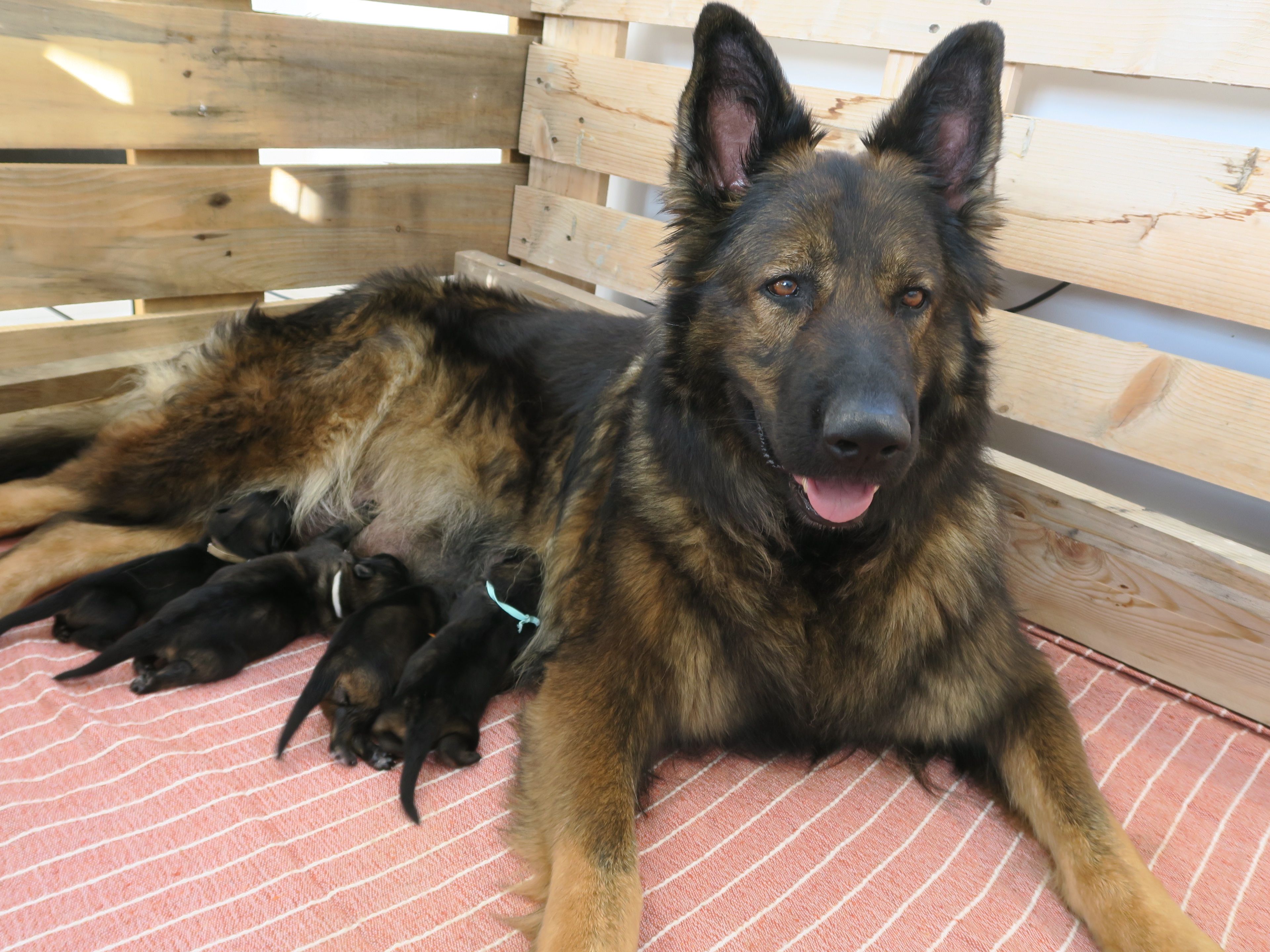 Naissance Bergers Allemands